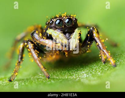 Image macro d'une araignée sauteuse - Heliophanus sp, portrait en gros plan des yeux de l'araignée sauteuse Banque D'Images