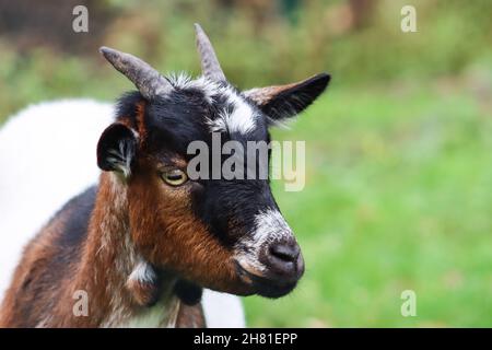 Gros plan d'une chèvre Banque D'Images