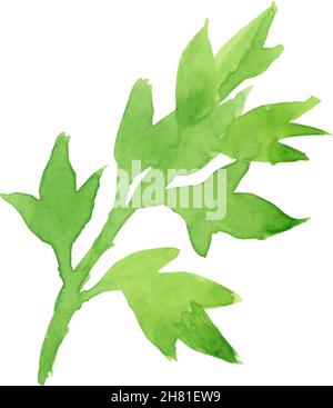 Image aquarelle des feuilles de persil sur fond blanc Illustration de Vecteur