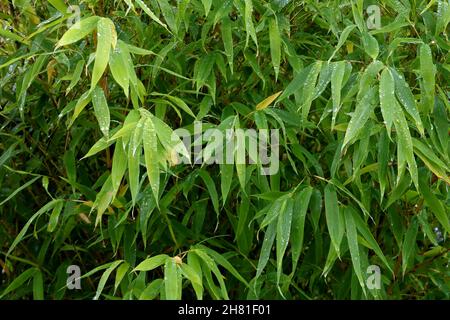 Gouttes de pluie sur les feuilles de bambou de plante vue rapprochée Banque D'Images