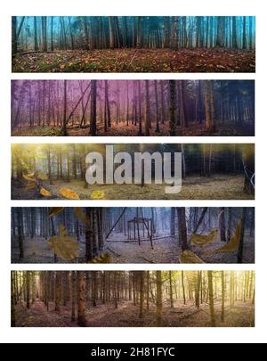 Feuillage coloré dans une forêt d'automne étrange avec une atmosphère magique photo panoramique.Large collection de bannières horizontales. Banque D'Images