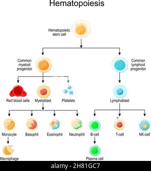 Hématopoïèse. Développement de différentes cellules sanguines, des cellules souches hématopoïétiques aux globules rouges et aux globules blancs, plaquettes et lymphocytes Illustration de Vecteur
