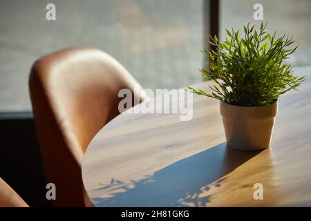 plante à la maison sur la table dans la lumière du soleil contourée.Pogonatherum paniceum. Banque D'Images