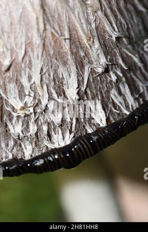 Détail de Shaggy Inkcap ou Shaggy Ink Cap Mushroom ou champignon, Coprinus comatus, ou cochon d'avocat ou Shaggy Mane montrant Rim of Black Ink Banque D'Images