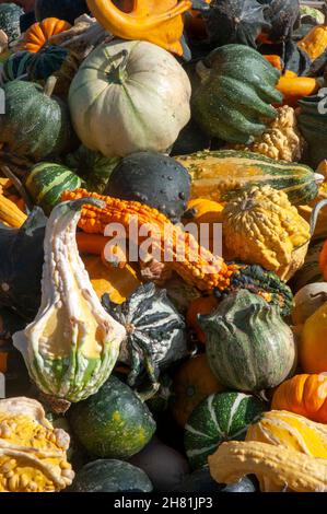 Récolte d'automne de gourdes dans le centre de l'Oregon Banque D'Images