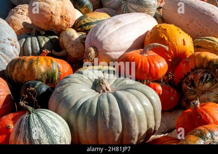 Récolte d'automne de gourdes dans le centre de l'Oregon Banque D'Images