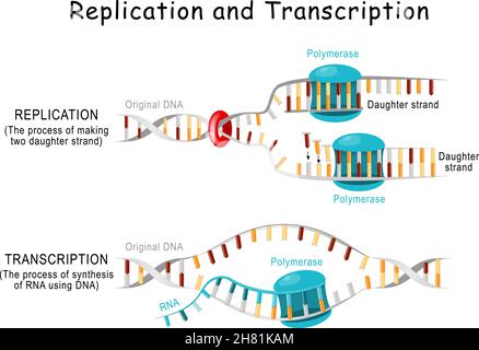 Réplication et transcription de l'ADN.Pas. La double hélice est désenroulée.Chaque brin séparé sert de modèle pour la réplication d'un nouveau brin.Vecteur Illustration de Vecteur