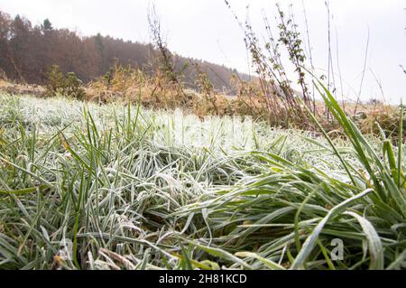 Die Kalte Jahreszeit beginnt mit Frost und EIS Bäume und felder werden weiß. Banque D'Images