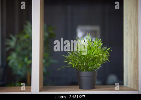 Design intérieur.Décoration maison avec fleurs en pot.Pogonatherum paniceum dans un pot de fleurs sur une étagère. Banque D'Images