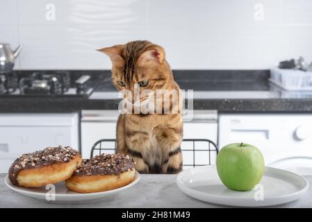 Chat domestique dans la cuisine avant de choisir la nourriture.Le chat Bengale regarde un beignet et une pomme. Banque D'Images