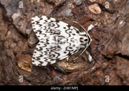 Top of A Black Arches Moth, Lymantria monacha, reposant sur la Barque d'Un arbre, Royaume-Uni Banque D'Images