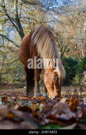 Low Down image d'Une nouvelle forêt Pony manger à l'automne dans la Nouvelle forêt Royaume-Uni Banque D'Images