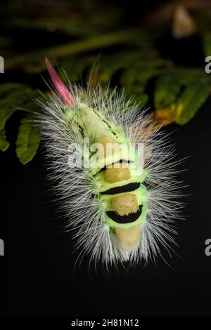 Pâle Tussock Moth Caterpillar., Dasychira pudibunda, recouvert de poils blancs suspendus d'Une feuille de Bracken New Forest UK Banque D'Images