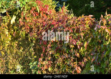 Le vin sauvage qui pousse sur la clôture montre ses feuilles rouges un jour d'automne clair.Jour. Banque D'Images