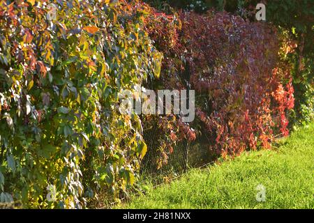 Le vin sauvage qui pousse sur la clôture montre ses feuilles rouges un jour d'automne clair.Jour. Banque D'Images