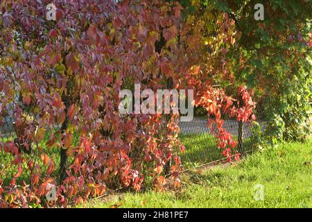 Le vin sauvage qui pousse sur la clôture montre ses feuilles rouges un jour d'automne clair.Jour. Banque D'Images