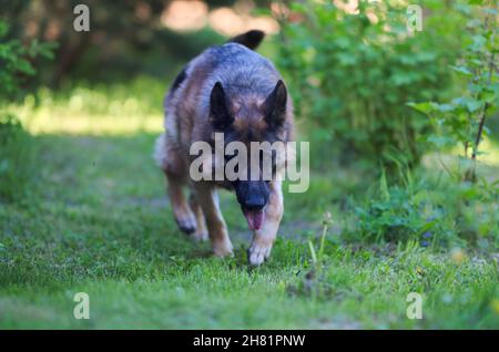 Courir beau jeune Berger allemand brun gros plan.Chien de loup alsacien ou Berger allemand sur fond de gazon vert Banque D'Images