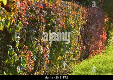 Le vin sauvage qui pousse sur la clôture montre ses feuilles rouges un jour d'automne clair.Jour. Banque D'Images