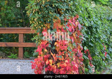 Le vin sauvage qui pousse sur la clôture montre ses feuilles rouges un jour d'automne clair.Jour. Banque D'Images