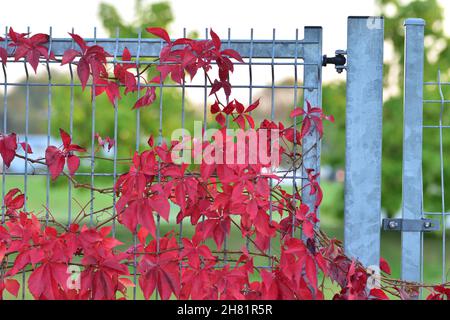 Le vin sauvage qui pousse sur la clôture montre ses feuilles rouges un jour d'automne clair.Jour. Banque D'Images