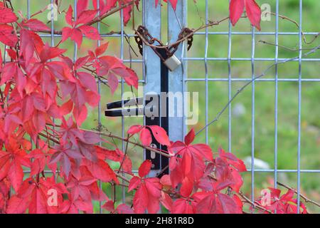 Le vin sauvage qui pousse sur la clôture montre ses feuilles rouges un jour d'automne clair.Jour. Banque D'Images