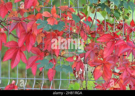 Le vin sauvage qui pousse sur la clôture montre ses feuilles rouges un jour d'automne clair.Jour. Banque D'Images