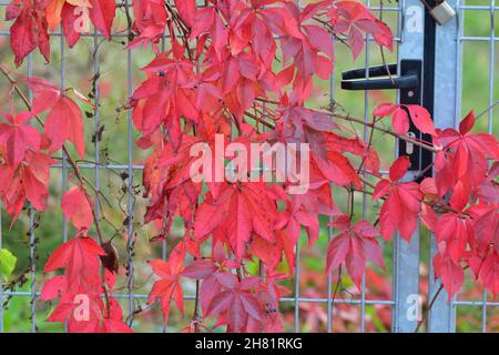 Le vin sauvage qui pousse sur la clôture montre ses feuilles rouges un jour d'automne clair.Jour. Banque D'Images