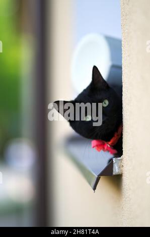 Le chat sort de la fenêtre, portrait de chat noir Banque D'Images