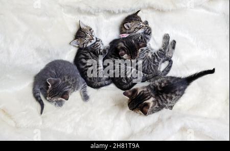 Portée de cinq chatons dormant sur une couverture en fourrure douce.Pose à plat. Banque D'Images