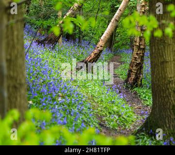 Un chemin à travers un bois de Bluebell anglais au printemps avec les feuilles sur les arbres qui viennent de sortir, Staffordshire, Angleterre, Royaume-Uni Banque D'Images