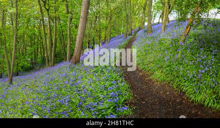 Un chemin à travers un bois de Bluebell anglais au printemps avec les feuilles sur les arbres qui viennent de sortir, Staffordshire, Angleterre, Royaume-Uni Banque D'Images