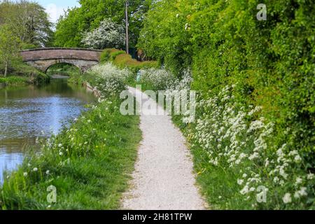 Le persil sauvage fleurit le long du chemin de halage sur la branche de Macclesfield du canal Trent et Mersey au printemps, Cheshire, Angleterre, Royaume-Uni Banque D'Images