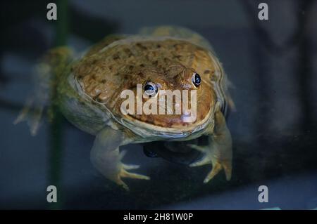 Grenouille gros plan regardant avant elle-même Banque D'Images