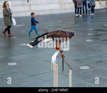 DORCHESTER, ROYAUME-UNI - 25 octobre 2021 : un oiseau de proie dans Brewery Square à Dorchester, Royaume-Uni Banque D'Images