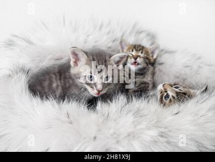 Petits chatons sur fond de fourrure.Faible profondeur de champ.Mise au point sélective. Banque D'Images