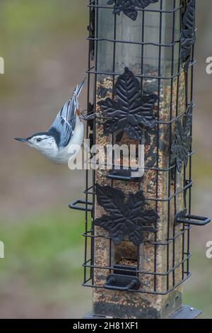 Oiseau Nuthatch à la poitrine blanche perché sur un alimenteur de graines Banque D'Images