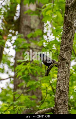 Oiseau de grackle commun perché sur une branche d'arbre dans le Kentucky Banque D'Images