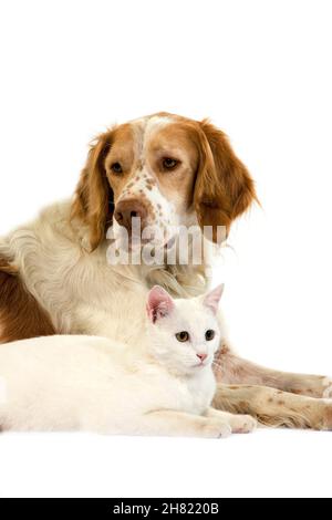 Mâle Espagnol Français (Couleur Cannelle) Et Chat Domestique Blanc Portant Sur Le Fond Blanc Banque D'Images