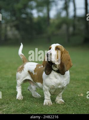 Chien d'arrêt de Basset mâle debout sur la pelouse Banque D'Images