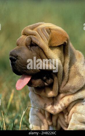 Shar Pei, Chien Portrait de la langue avec des petits Banque D'Images