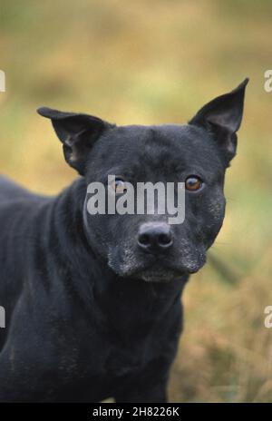 American Staffordshire Terrier (ancienne norme avec les oreilles coupées) Banque D'Images