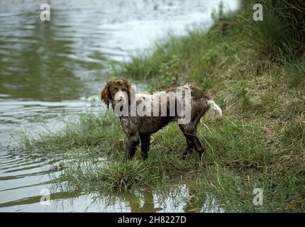 Pont Audemer Spaniel, un chien de race française Banque D'Images