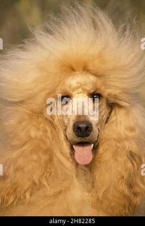 Abricot caniche géant, Portrait de chien Banque D'Images