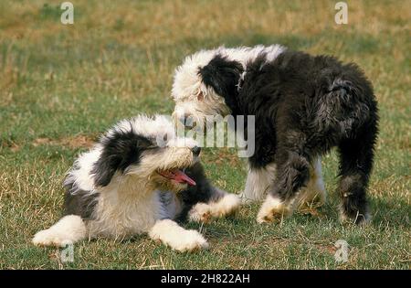 Chien BOBTAIL OU OLD ENGLISH SHEEPDOG CHIOTS, COMITÉ PERMANENT SUR L'HERBE Banque D'Images