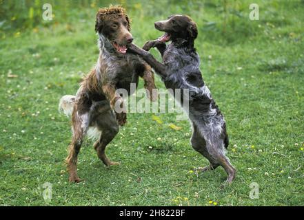 PONT AUDEMER SPANIEL, chiens jouant sur l'HERBE Banque D'Images
