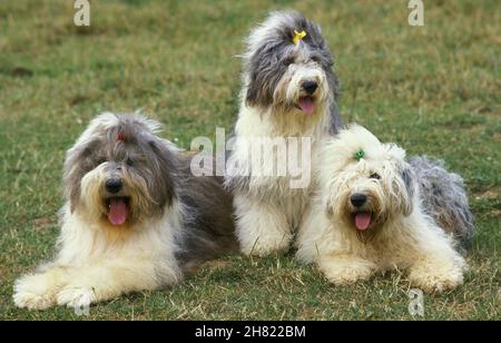 Chien Bobtail ou Old English Sheepdog, adultes portant sur l'herbe Banque D'Images