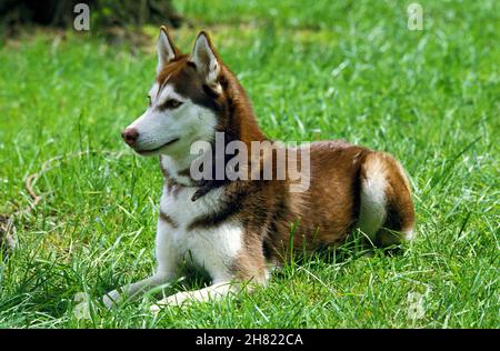 Husky de Sibérie, des profils portant sur l'herbe Banque D'Images