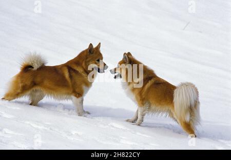 Islande ou Berger islandais, chiens debout dans la neige Banque D'Images