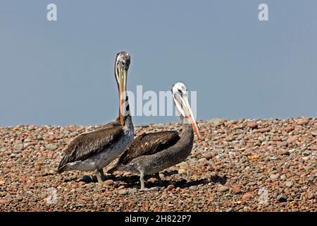 Pelican pelecanus thagus péruvienne, les adultes, à Paracas, Ballestas Islands National Park, Pérou Banque D'Images