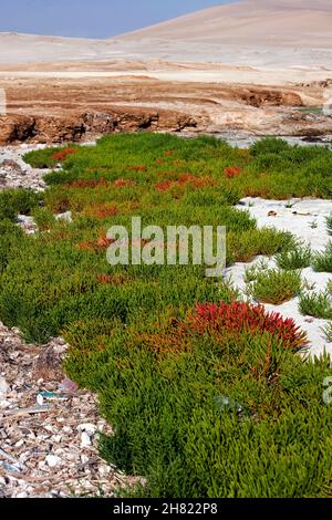 Salicornes, Salicornia sp., Yumaque Beach, parc national de Paracas au Pérou Banque D'Images